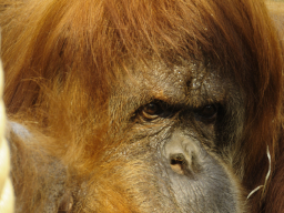 Orang Utan